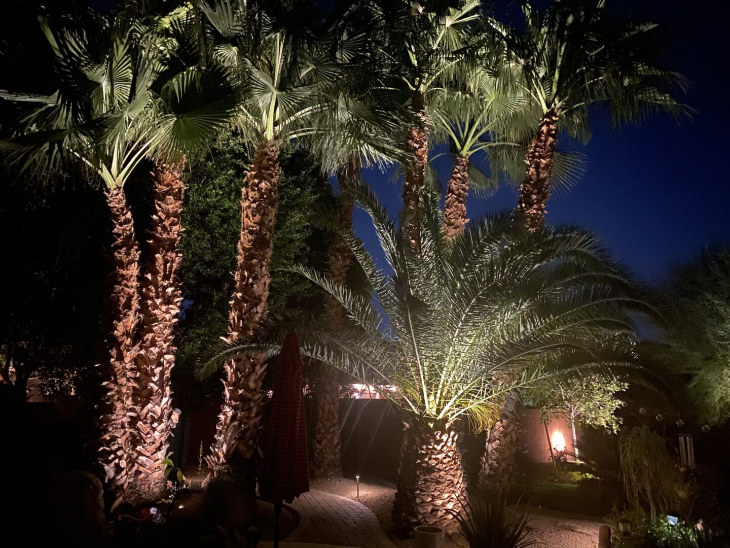 A group of palm trees lit up at night.